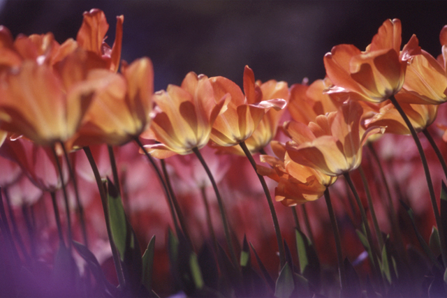 �`���[���b�v